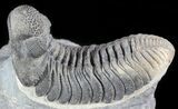 Top Quality, Bumpy Drotops Trilobite #50546-2